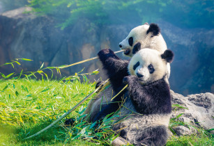 " ФРЕЯ" Пазл 500 элемент. PZL- 500/ 51 Панды на отдыхе